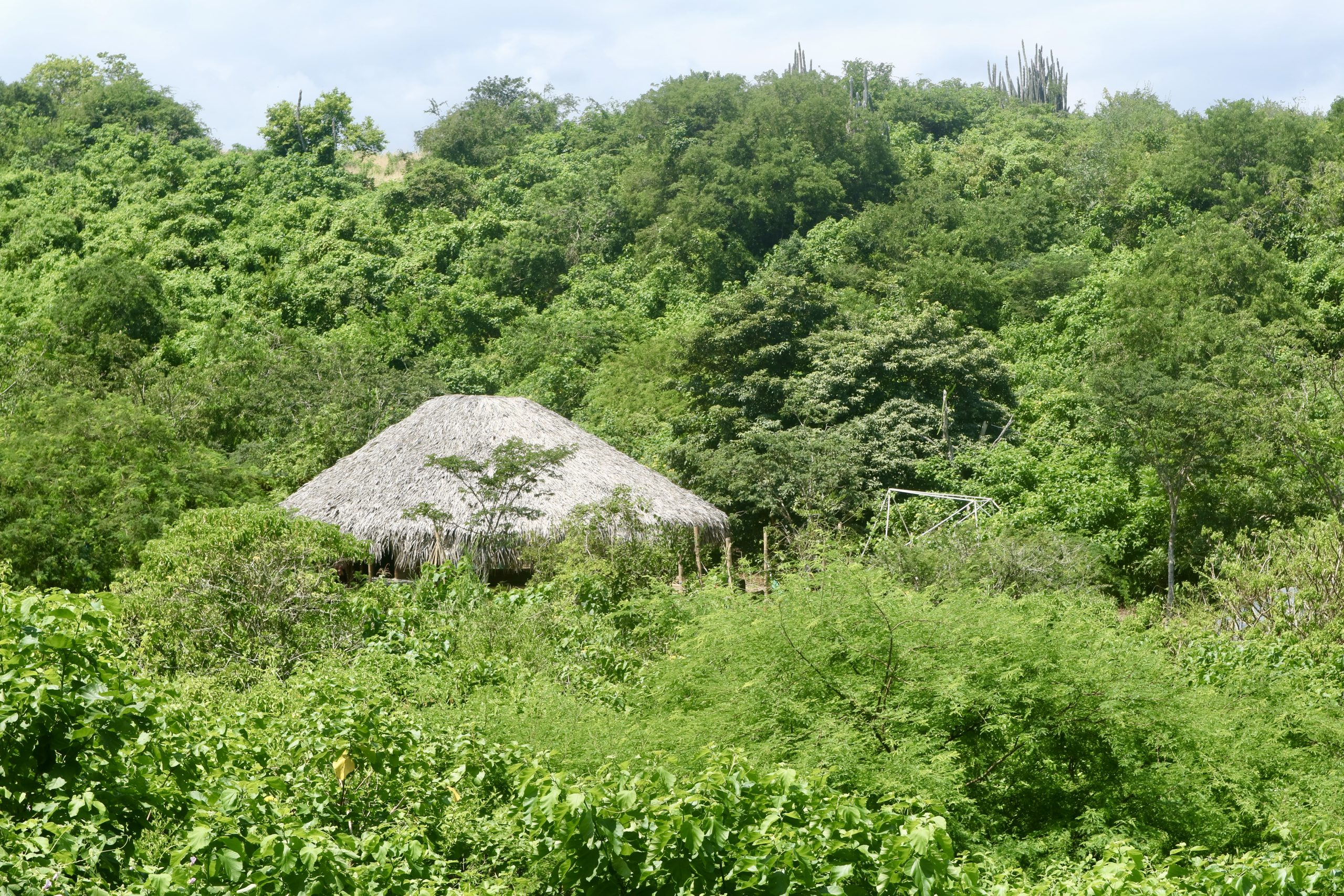 San Pedro Huachuma